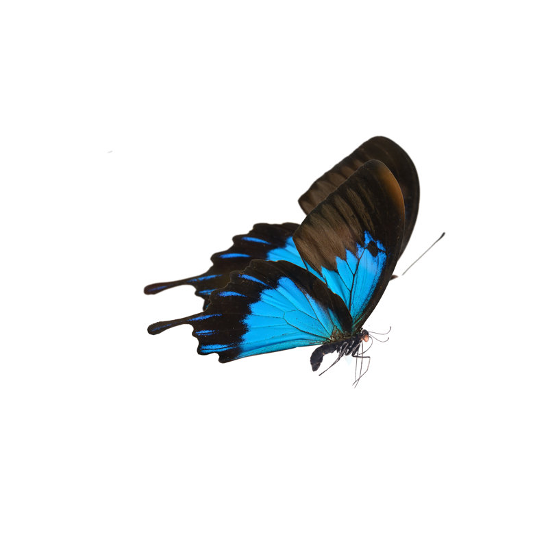 Abdullaah Butterfly - Wrapped Canvas Print, 30cm H x 46cm W x 3.8cm D