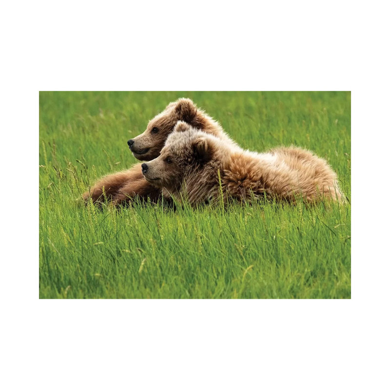 Two Grizzly Bears On Grass, Alaska, Usa by George Theodore - Wrapped Canvas Print, 20.32 cm H x 30.48 cm W