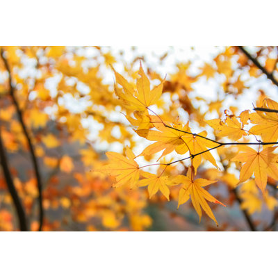 Orange Maple Leaves - Wrapped Canvas Print