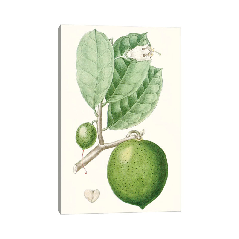 Fruit III by Turpin - Gallery-Wrapped Canvas Giclée on Canvas, Canvas, 66.04 cm H x 45.72 cm W x 1.91 cm D