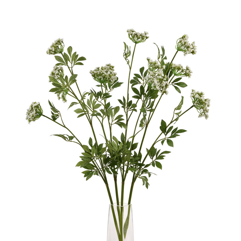 Anastasija Arrangement