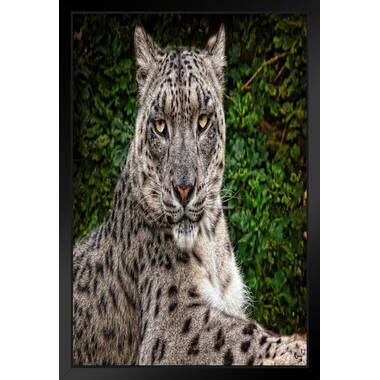 Leopard Close Up Black and White Leopard Pictures Wall Decor Jungle Animal  Pictures for Wall Posters of Wild Animals Jungle Leopard Print Decor Animal  Wall Decor White Wood Framed Art Poster 20x14 