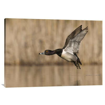 " Ring-Necked Duck Male Flying "