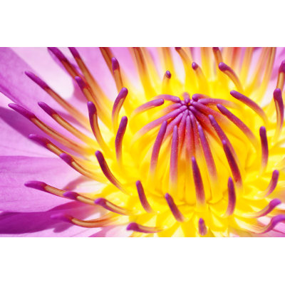 Pollen Of Lotus Flower Background - Wrapped Canvas Print