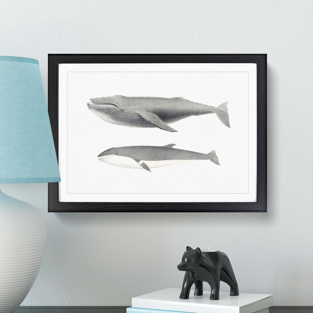 Humpback & Minke Whale by C.M. Scammon - Framed Print