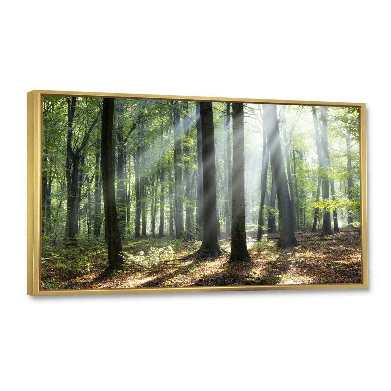 «Sunny Morning Magic Forest», photographie sur toile, H 28 po x l 60 po x P 1,5 po, Cadre doré