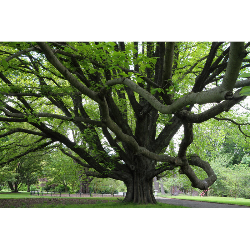 Lateafa Majestic Tree by GeorgeBurba - Wrapped Canvas Print, 30cm H x 46cm W x 3.8cm D