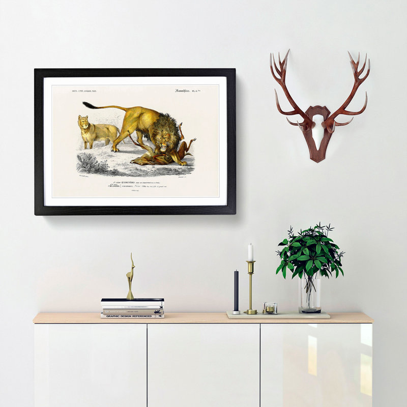 Lion Illustration by Charles d' Orbigny - Picture Frame Painting Print, 36cm H x 48cm W x 2cm D, Black Framed