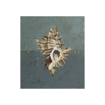 Seashell D Print by Sarah Atkinson