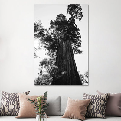 " Sequoia National Park IX " by Bethany Young