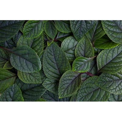 Creative Layout Made Of Green Leaves by Nambitomo - Wrapped Canvas Print