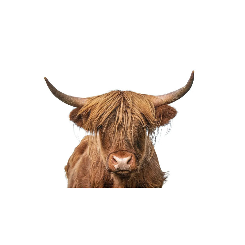 Highland Cow Headshot - Wrapped Canvas Print, 101.6 cm H x 66.04 cm W