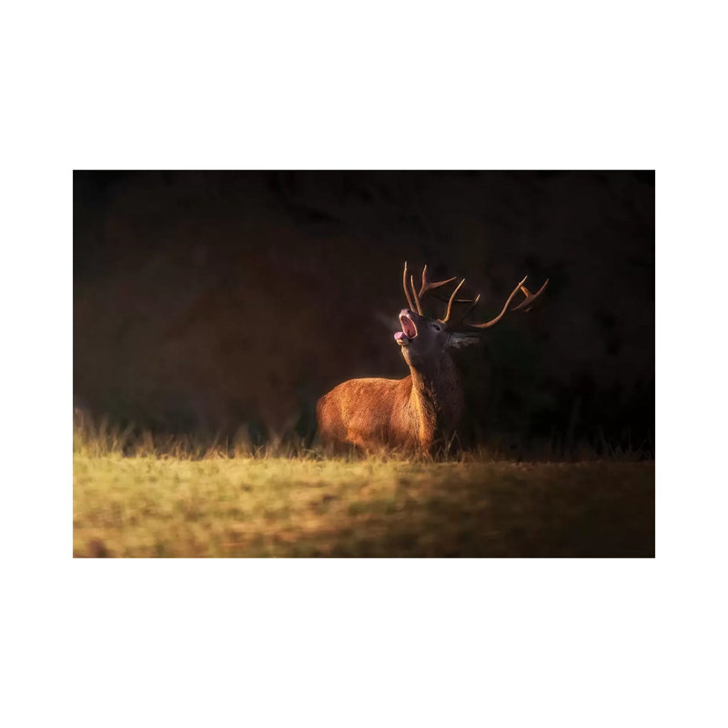 The Deer'S Zeal by Sergio Saavedra Ruiz - Wrapped Canvas Gallery-Wrapped Canvas Giclée, 30.48 cm H x 45.72 cm W