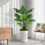150cm Plant