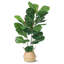 99cm Plant