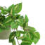 7.5'' Artificial Foliage Plant in Pot