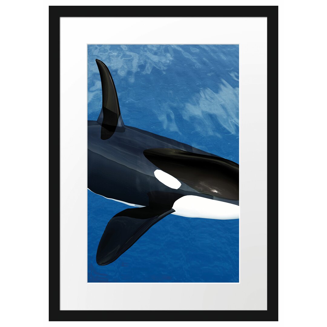 Gerahmtes Poster Orca im blauen Meer