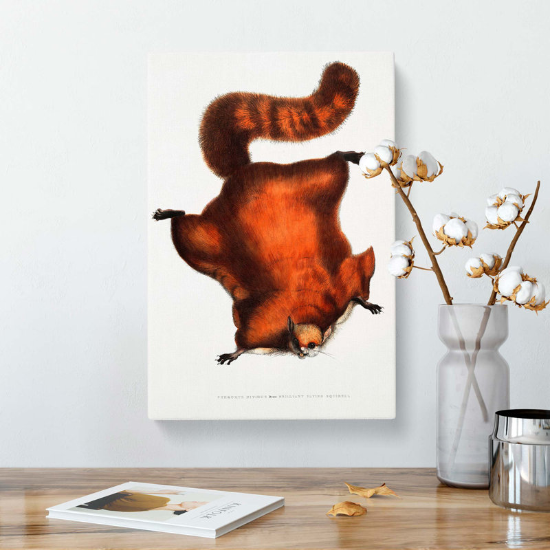 Brilliant Flying Squirrel Illustration by John Edward Gray - Wrapped Canvas, 50cm H x 35cm W x 3cm D