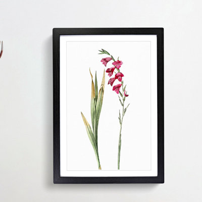 Pink Gladiolus Flowers by Pierre-Joseph Redoute - Picture Frame Painting Print