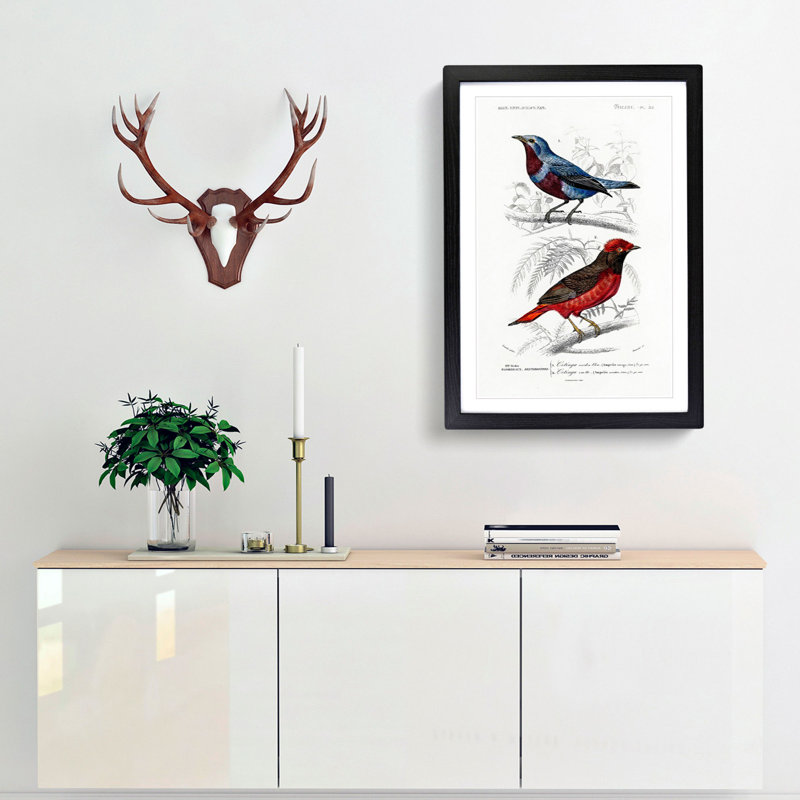 Bird Illustrations PL. 52 by Charles d Orbigny - Framed Print, 33cm H x 24cm W x 2cm D, Black Framed