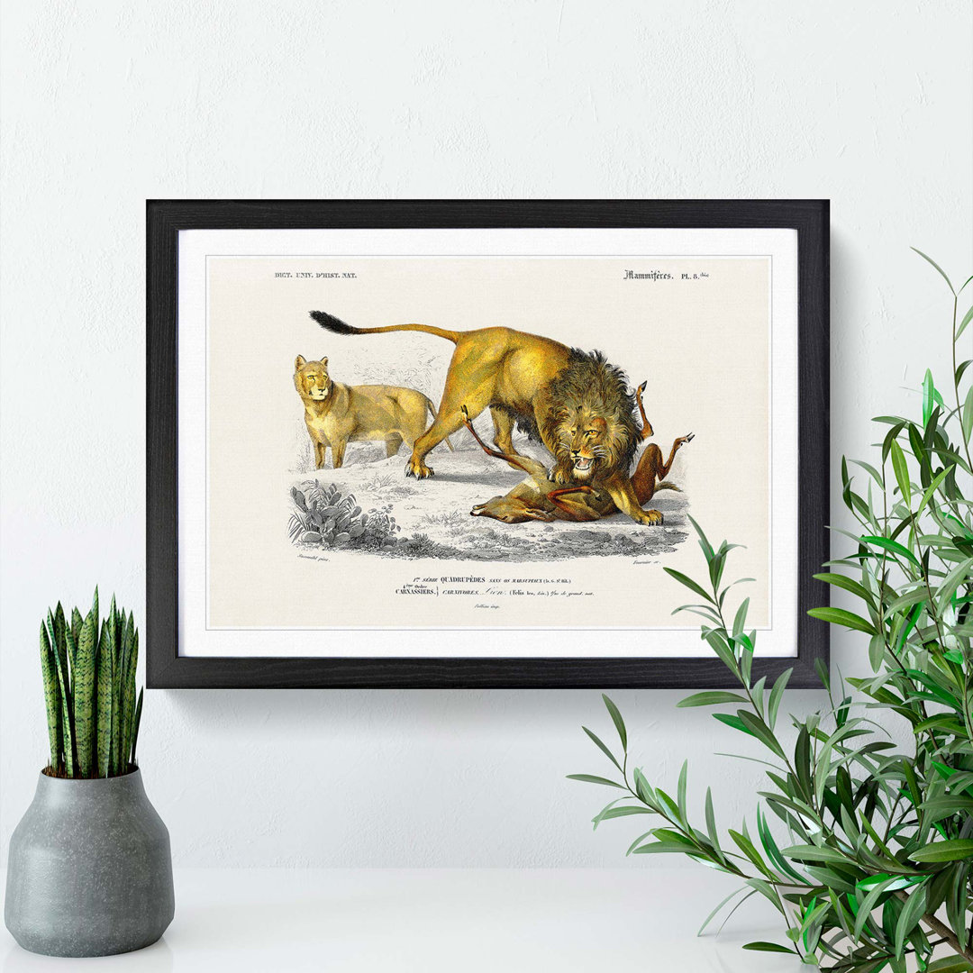Lion Illustration by Charles d' Orbigny - Picture Frame Painting Print