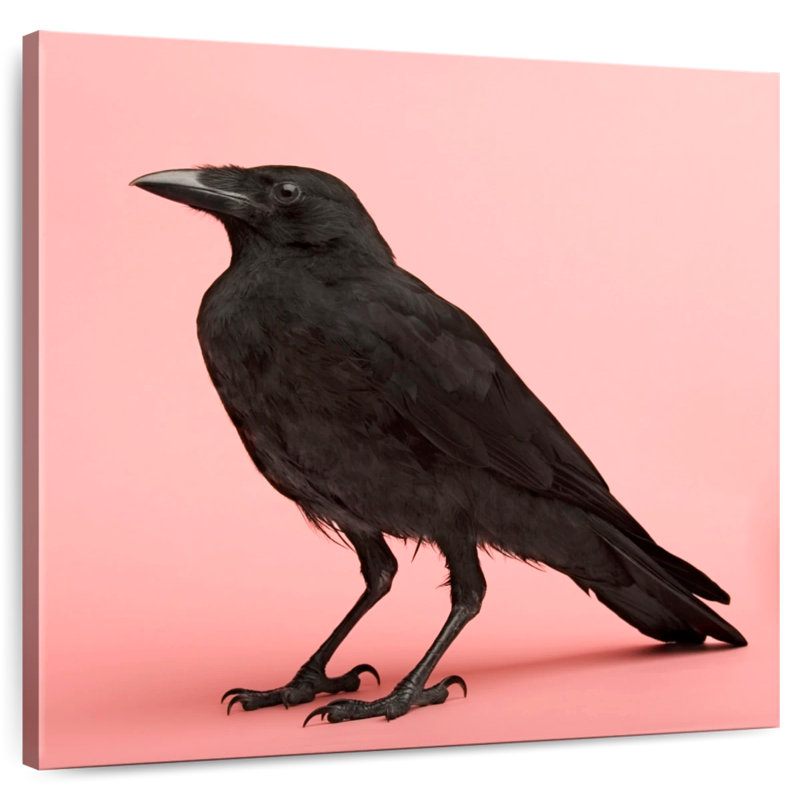Brampt Black Carrion Crow, 33" H x 33" W