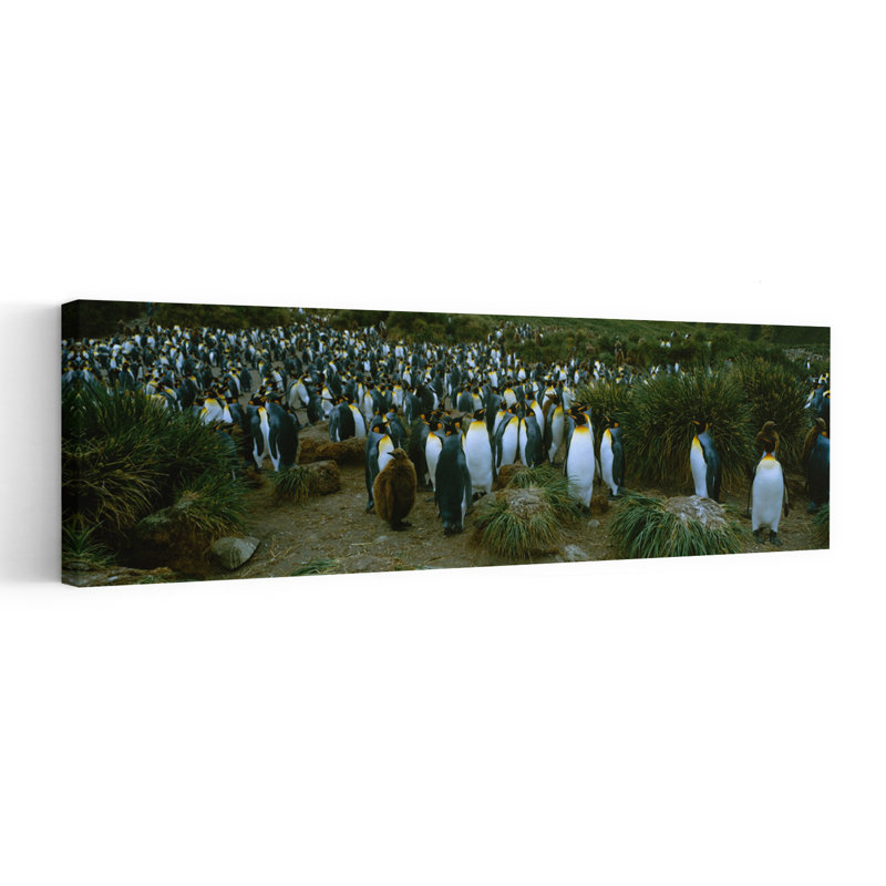 High angle view of a colony of King penguins Royal Bay South Georgia Island Antarctica 1 Piece Wrapped Canvas Panoramic Wall Art