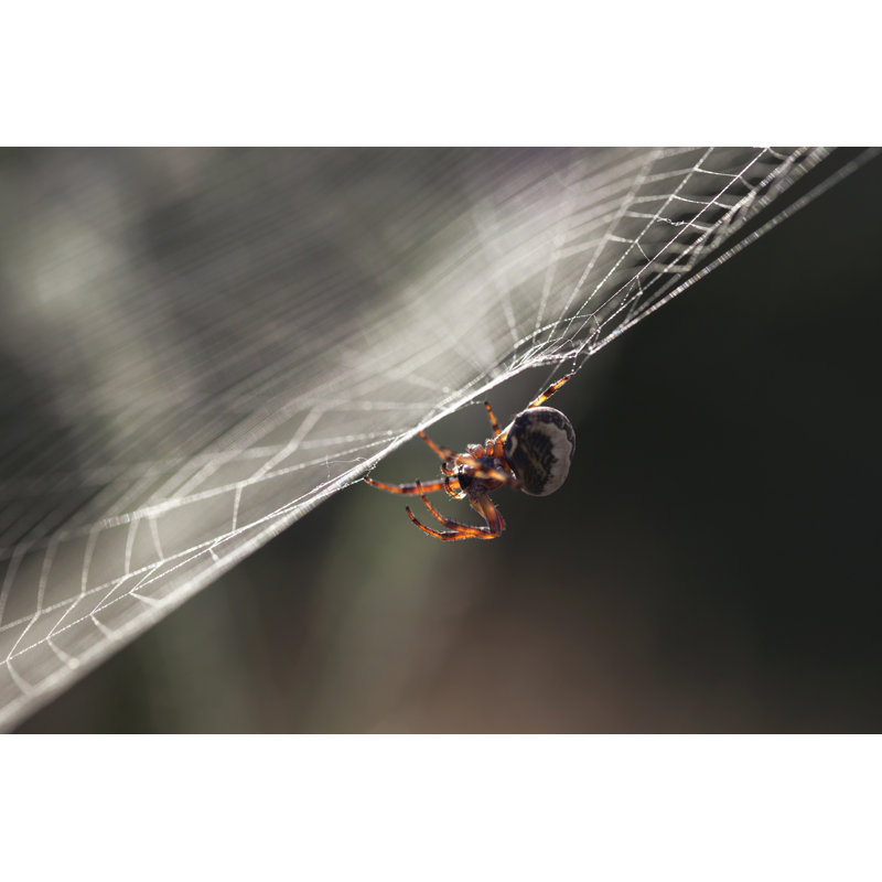 Spider In The Web, 81cm H x 122cm W