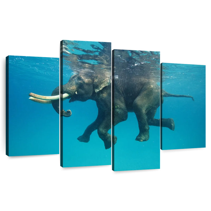 Brampt Elephant Swim Break