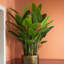 Artificial Plant Strelitzia Green-1858279926