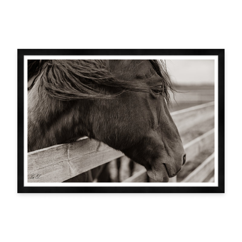 Horse Gaze