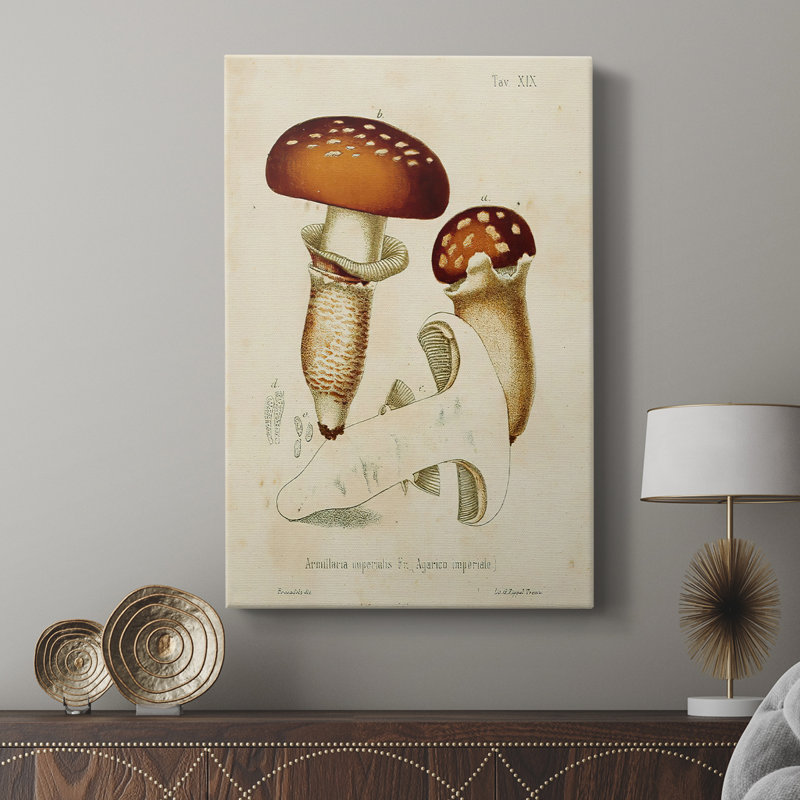 Variétés de champignons III - galerie Cavas sur mesure, H 27 po x l 18 po
