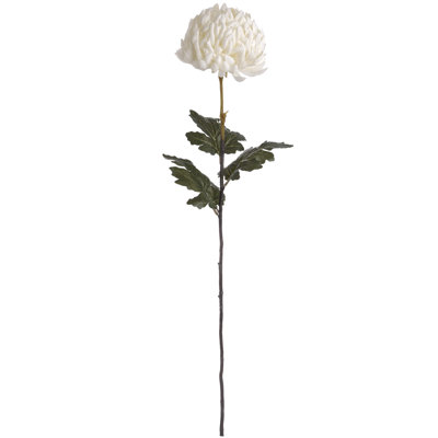 Anastasija Arrangement
