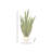 53" Potted Sansevieria Plant