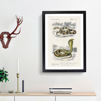 Coral Snake & Cobra Illustrations by Charles D' Orbigny - Picture Frame Painting Print