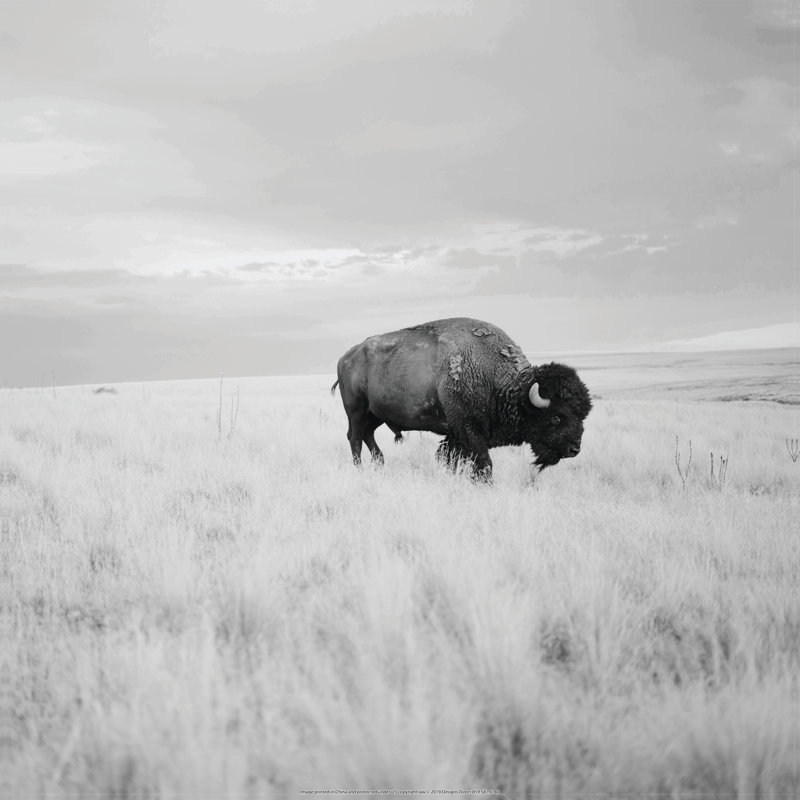 Buffalo In Field - Wrapped Canvas Print, 122cm H x 122cm W x 3.8cm D