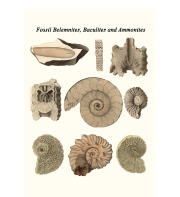 " Fossil Belemnites, Baculites And Ammonites " by James Parkinson