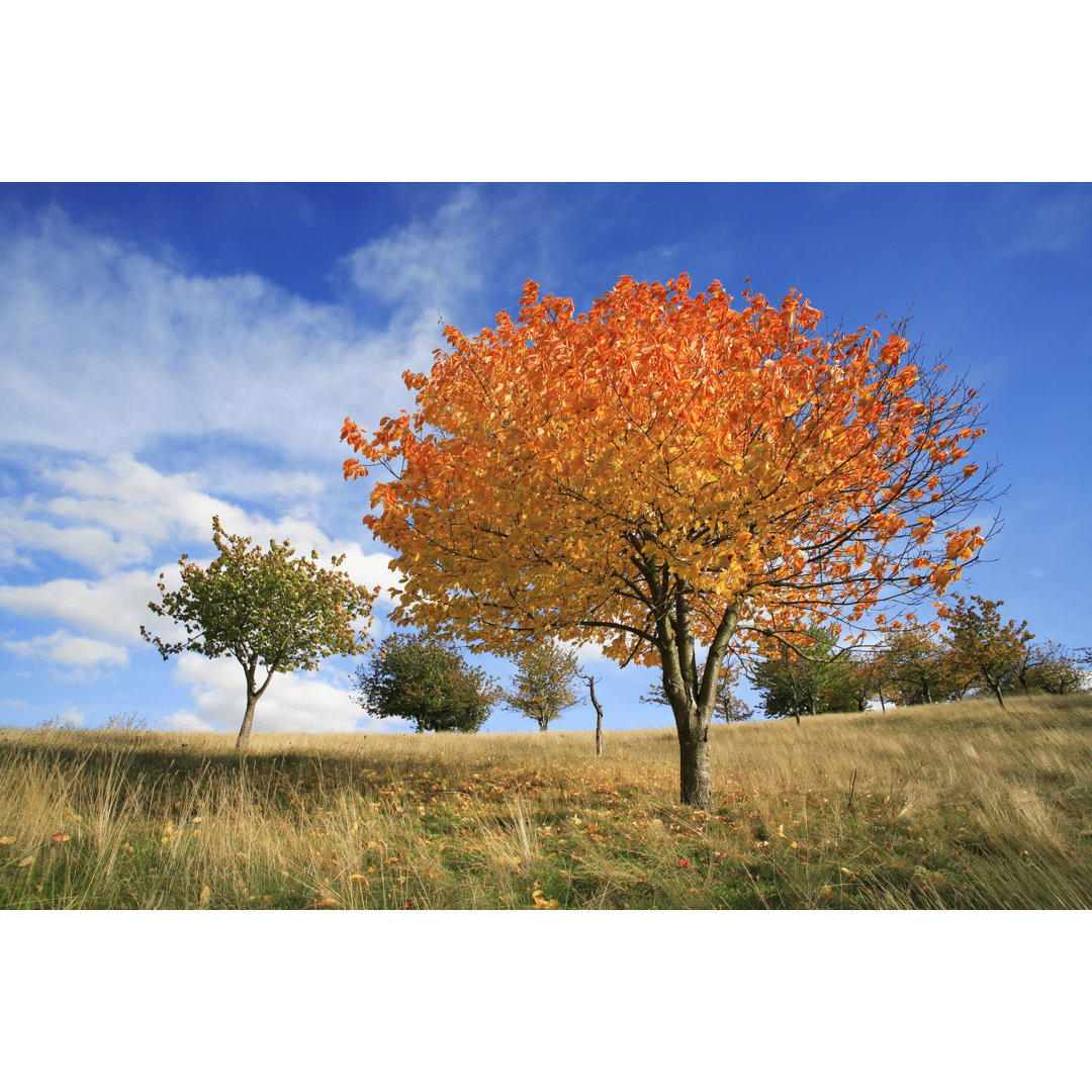 Orchard in Autumn