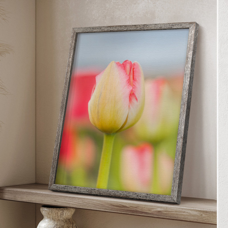 «Twotone Tulip», reproduction encadrée - bois massif, H 30 po x l 24 po