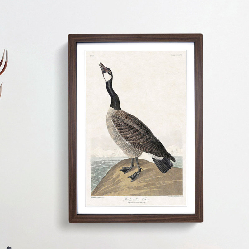 Hutchins Barnacle Goose by John Audubon - Picture Frame Painting Print, 48cm H x 36cm W x 2cm D, Walnut Framed