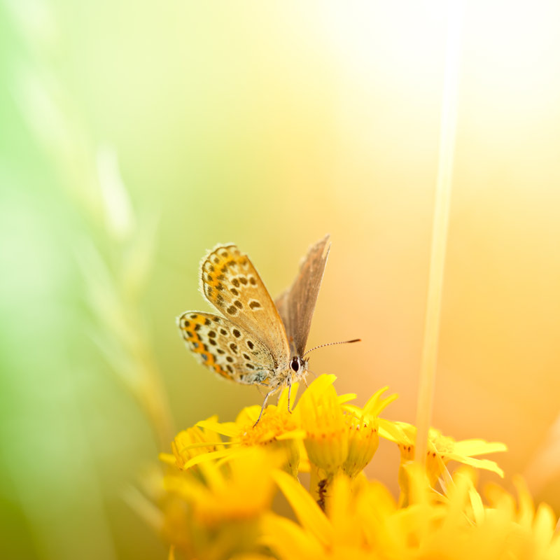 Argus Butterfly by Pawel.Gaul - Wrapped Canvas Print, 51cm H x 51cm W x 3.8cm D