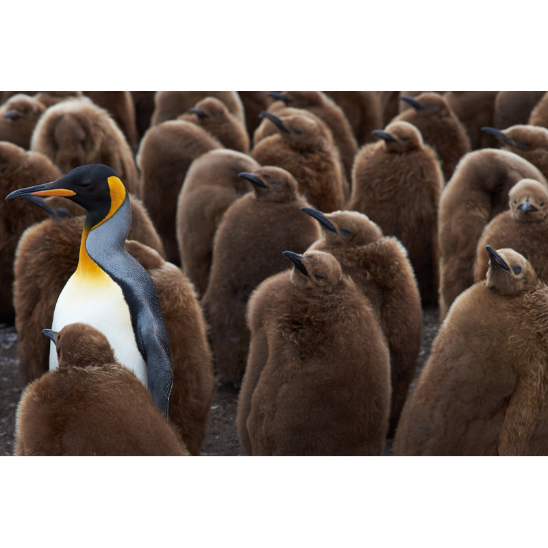 King Penguin Creche by JeremyRichards - Wrapped Canvas Print, 81cm H x 122cm W