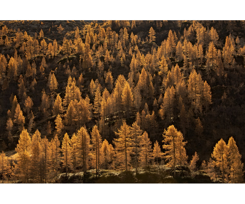 Wrapped Canvas Print, 50.8 cm H x 76.2 cm W
