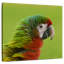 Tête d'oiseau ara Brampt-109392630
