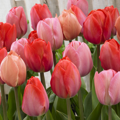 Van Zyverden Tulips Van Eijk Mixture Set of 25 Bulbs