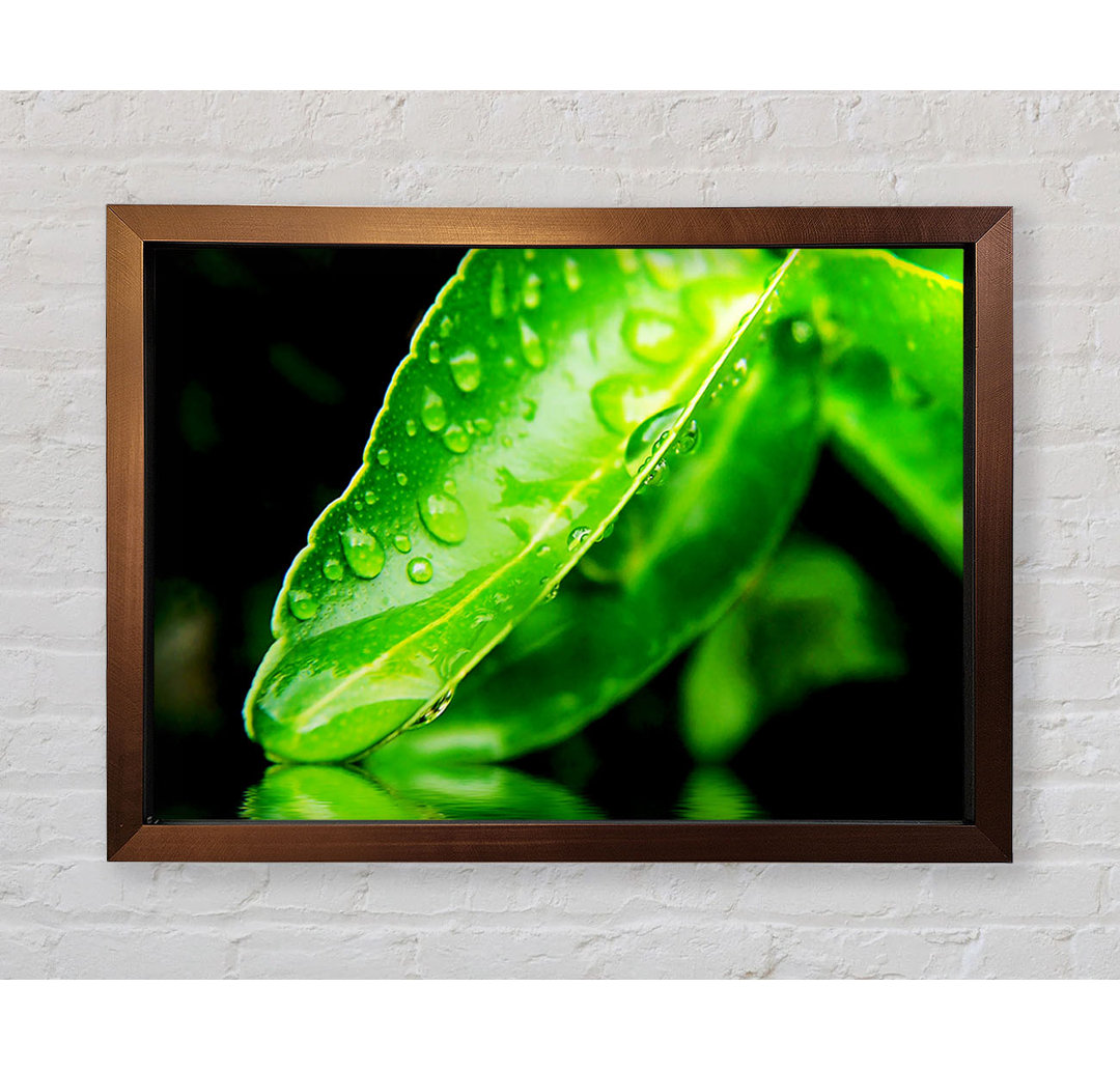 Green Leaf Reflection - Einzelner Bilderrahmen Kunstdrucke