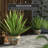 Despres Handmade Ceramic Cachepot-1725969565
