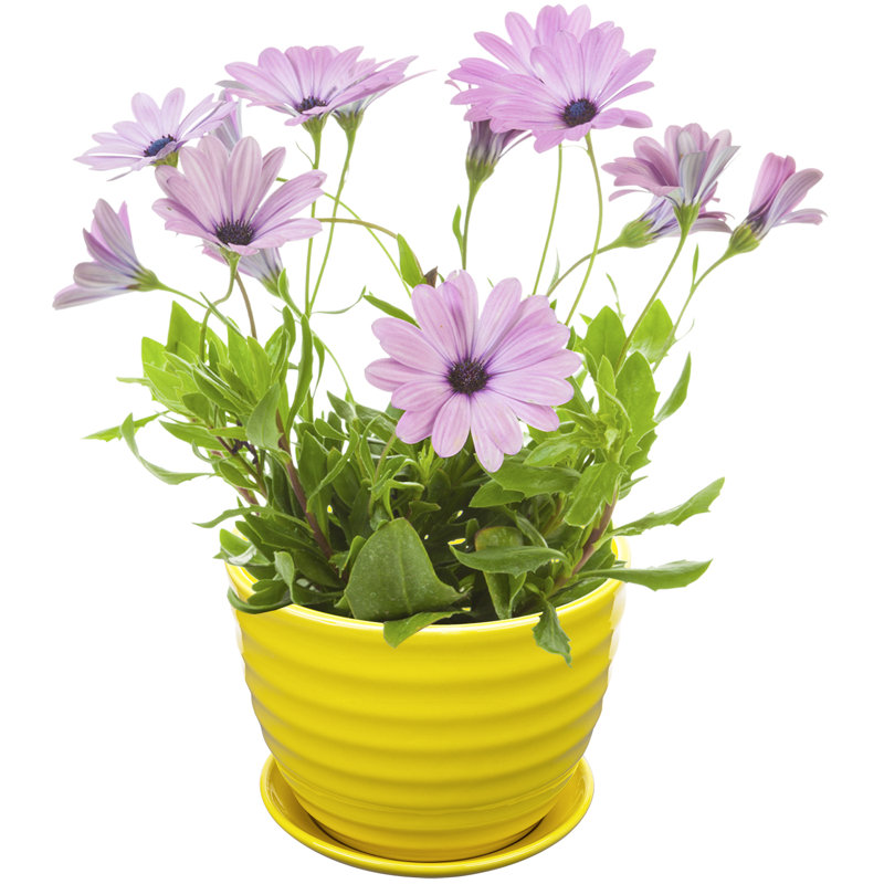 Ceramic Pot Planter