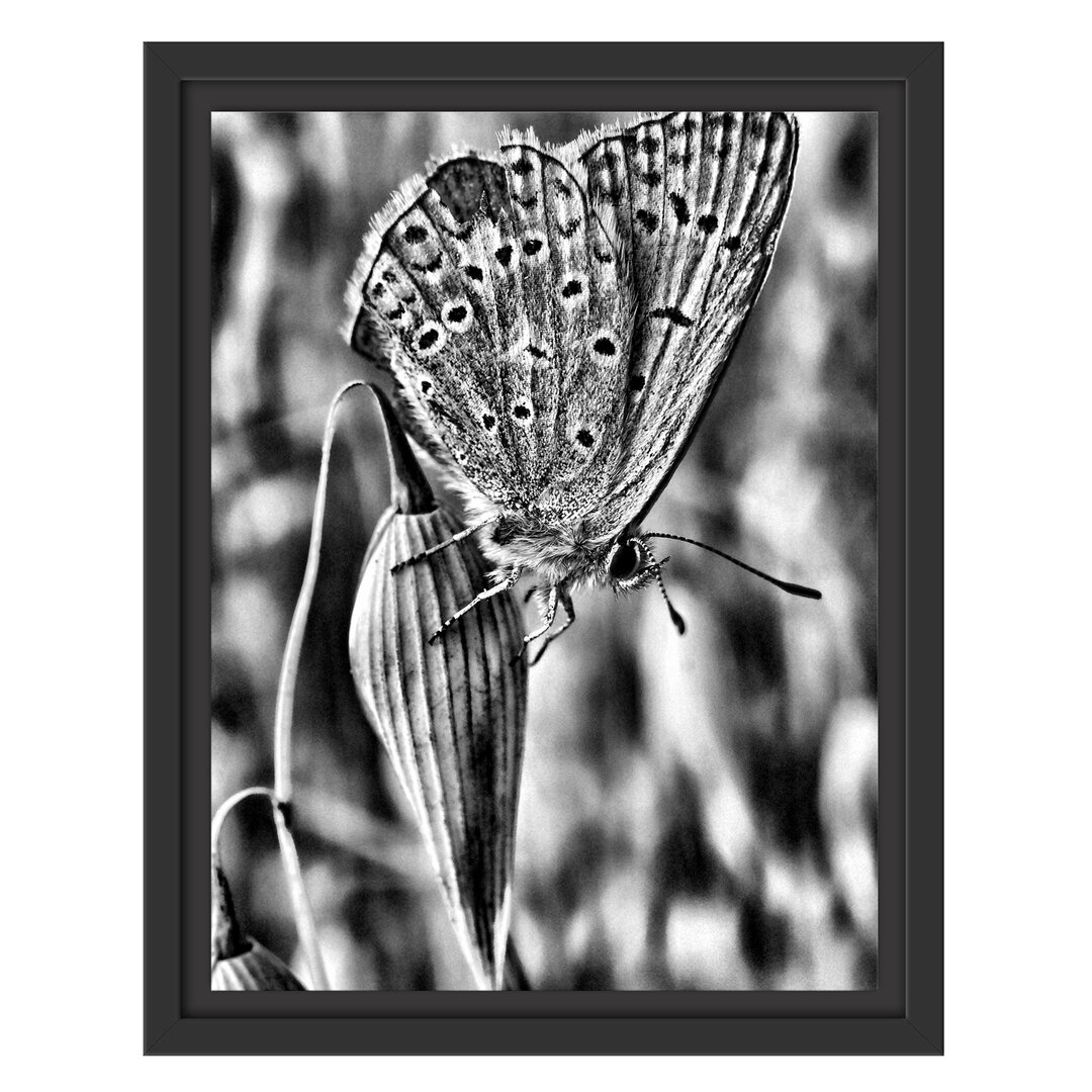 Gerahmtes Wandbild Schmetterling auf Blume Natur Tier