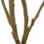 Faux neem-1319468629